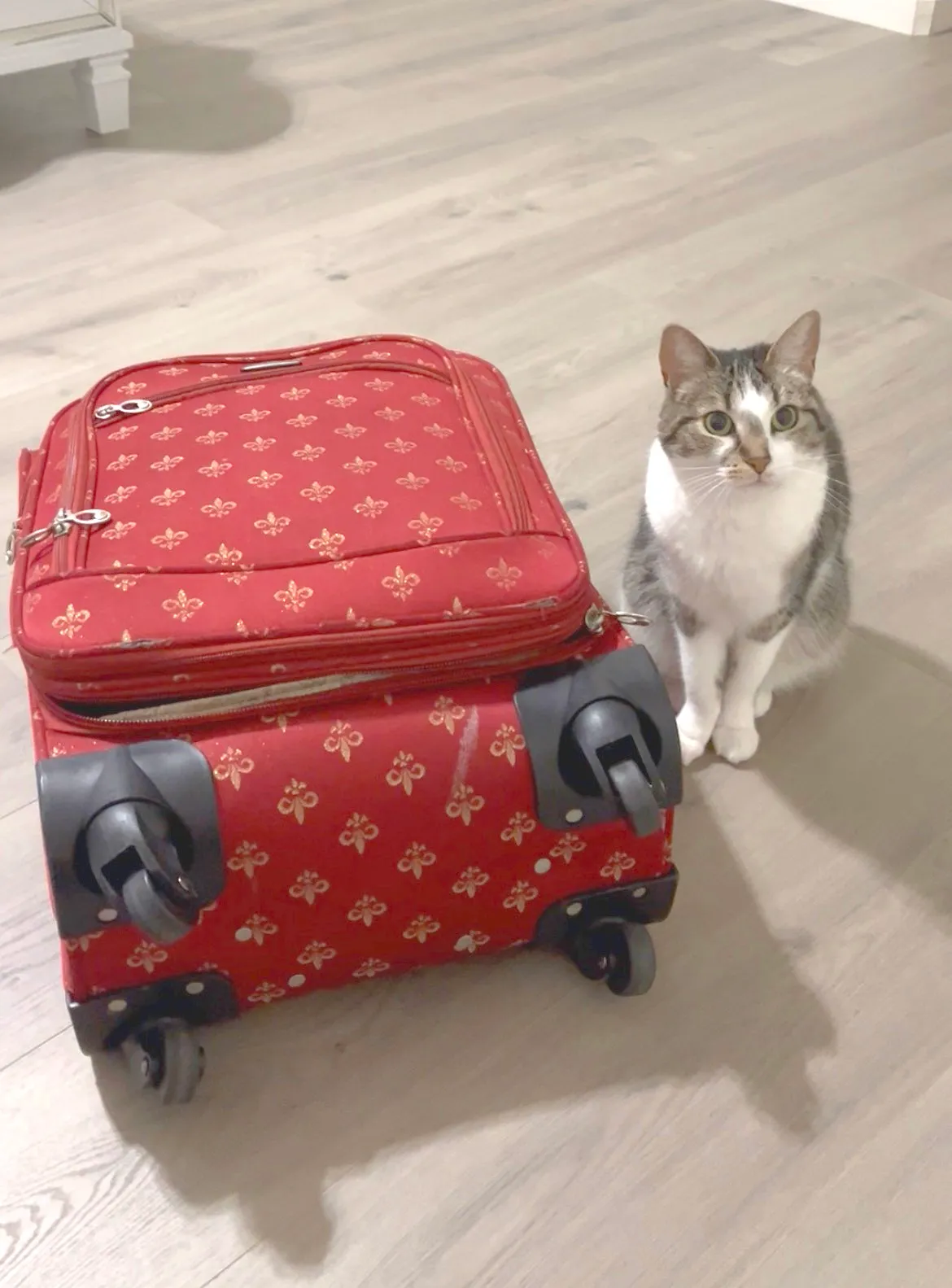Tuna the cat sitting next to a red suitcase on the floor, looking at the camera